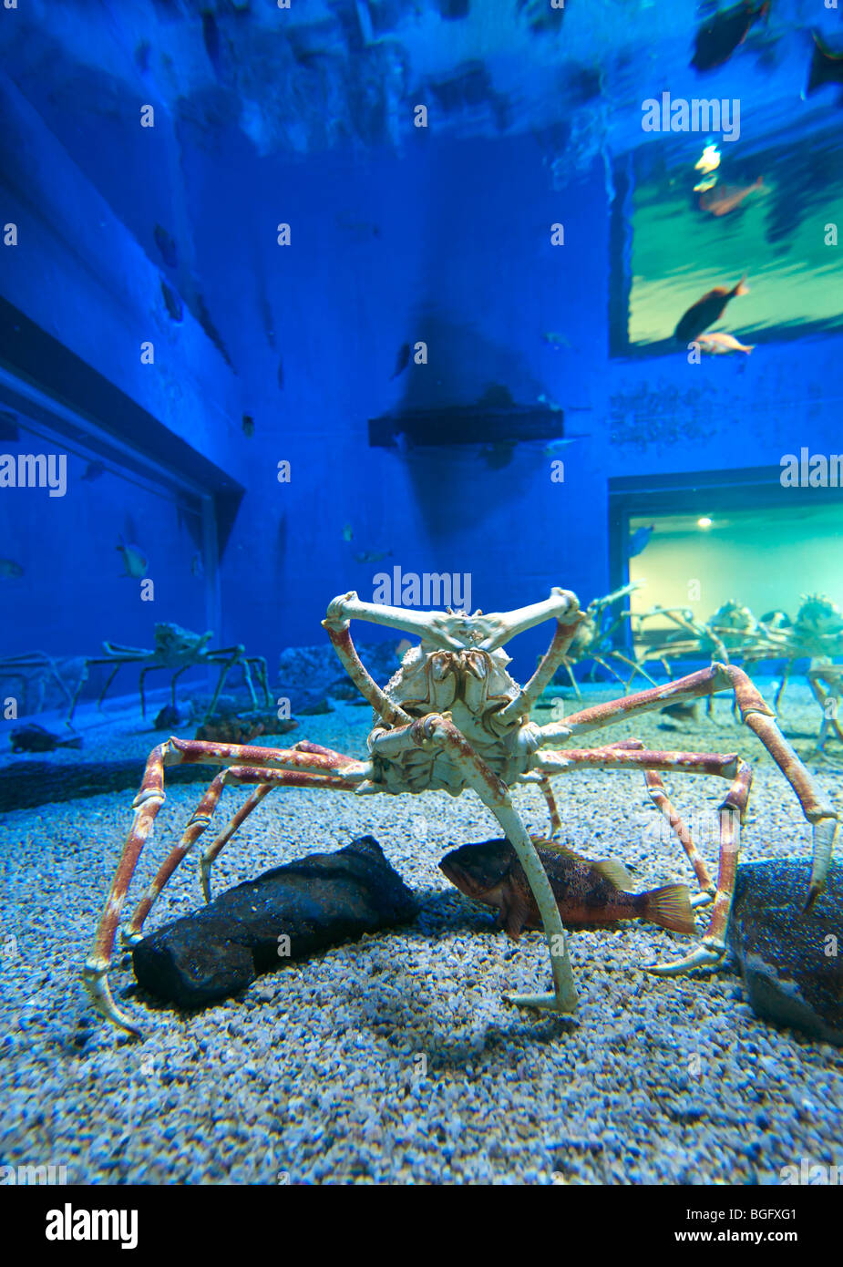 Acquario Di Osaka Osaka Giappone Foto Stock Alamy Acquario Di Osaka Osaka Giappone Foto Stock Alamy