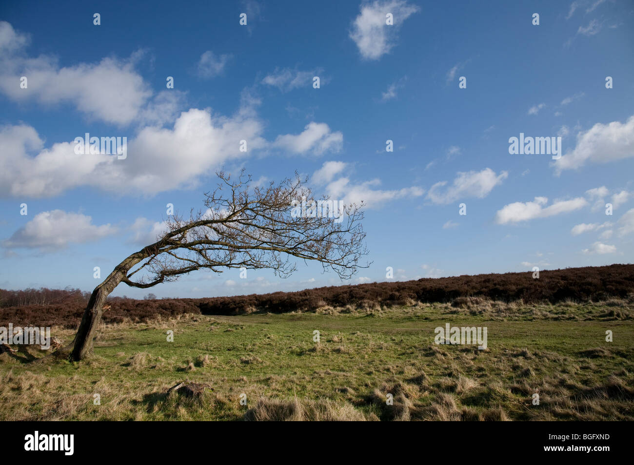 Struttura spazzate dal vento su Stanton Moor tra Birchover e Rowsley nel Derbyshire Peak District, REGNO UNITO Foto Stock