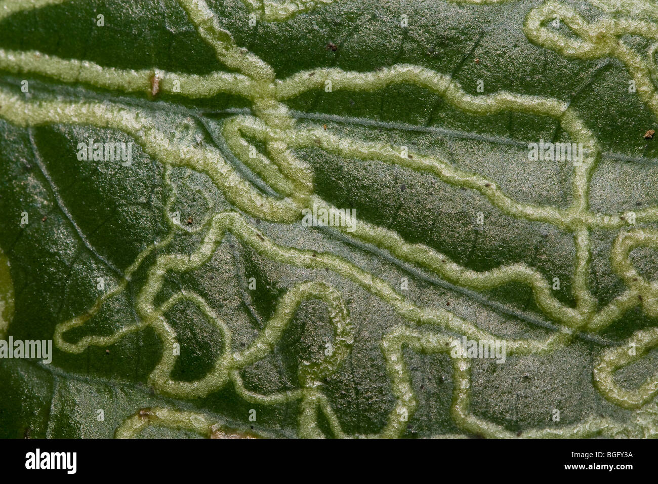 Foglia foglia con il minatore danni. Foto Stock