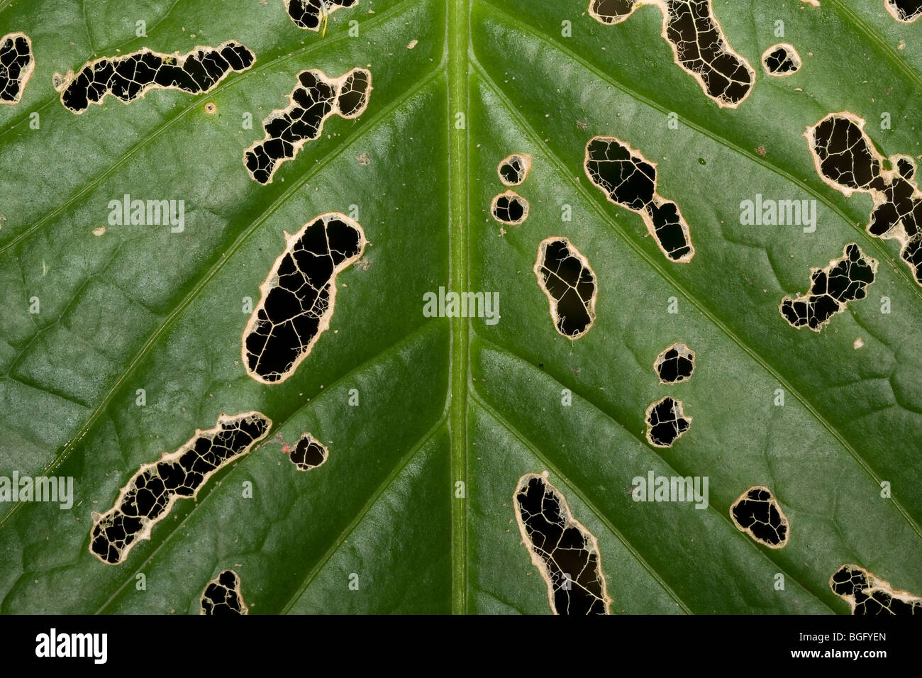 Una foglia con grave danno di insetto. Foto Stock