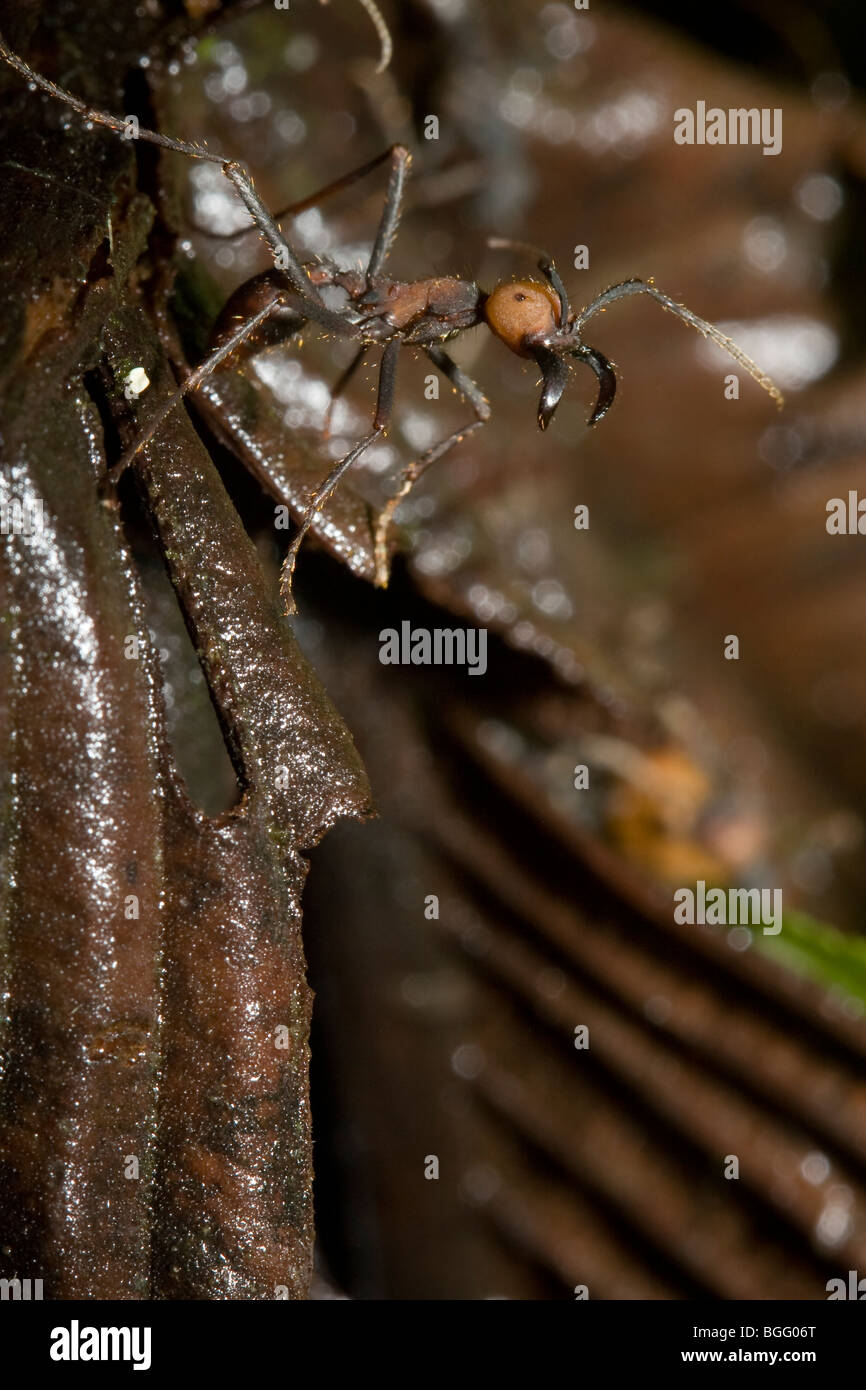 Un esercito di ant soldato bares sua formidabile ganasce. Ordine, Hymenoptera Formicidae di famiglia. Fotografato in Costa Rica. Foto Stock