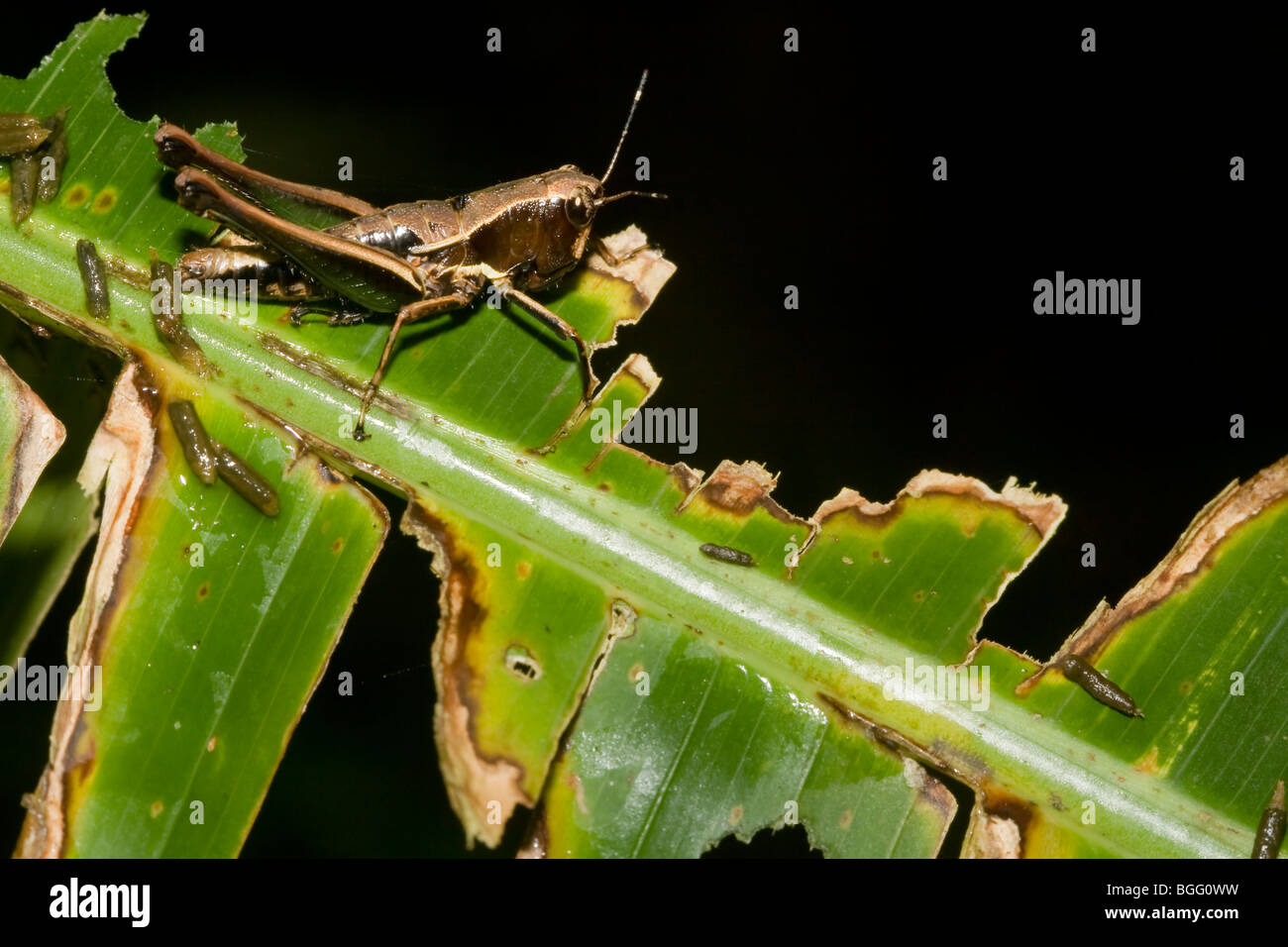 Grasshopper divorando una foglia. Foto Stock