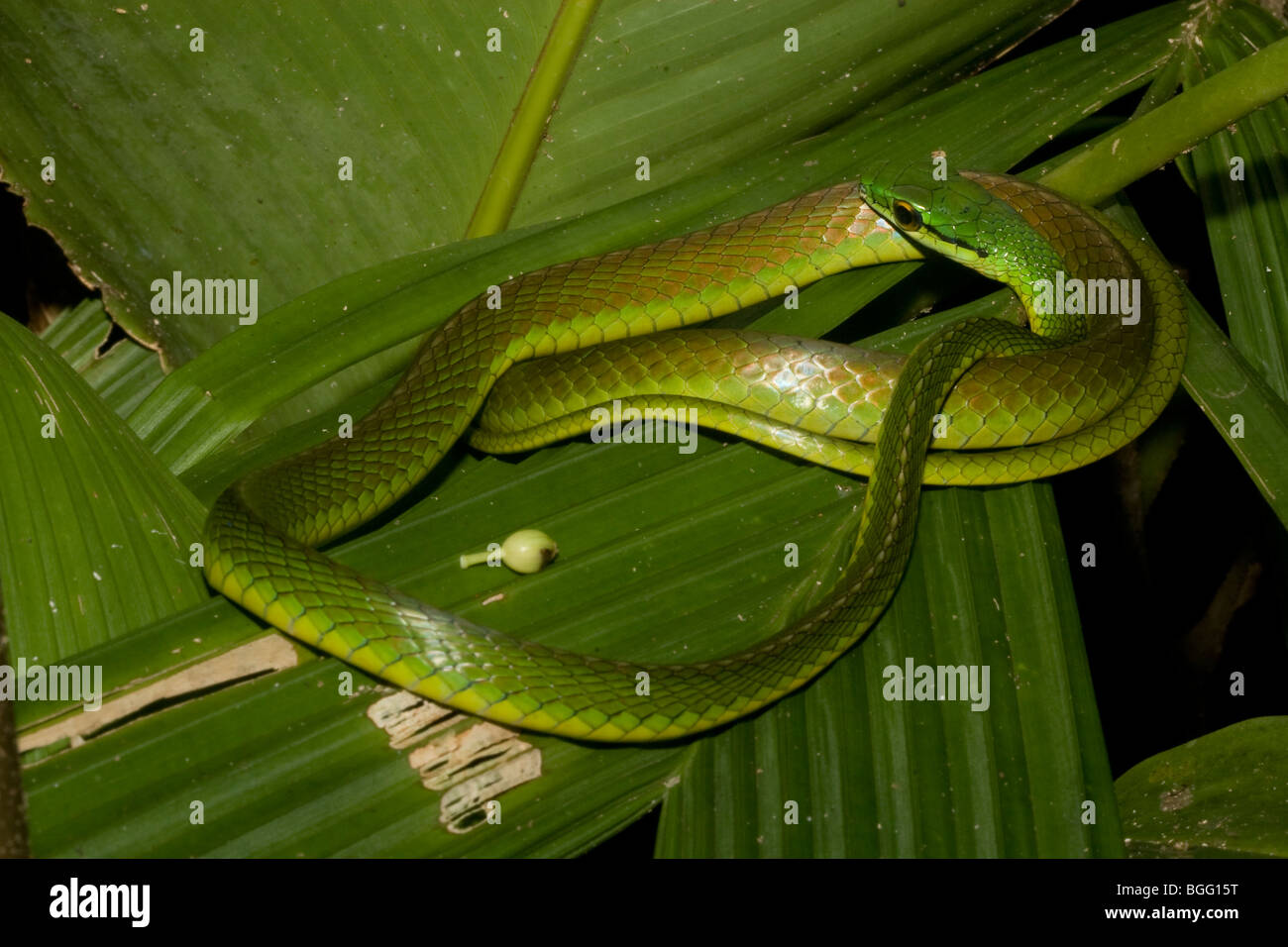 Affrontare il pappagallo snake (Leptophis depressirostris) in pianura neotropical rainforest. Foto Stock