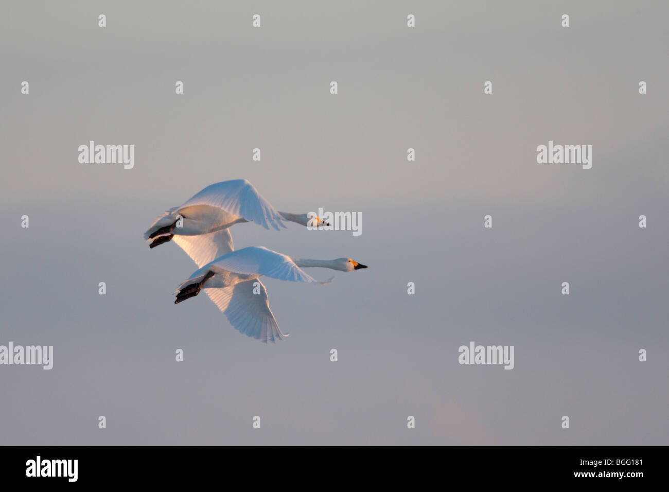 Whooper cigni Cygnus cygnus in volo la neve in inverno Foto Stock