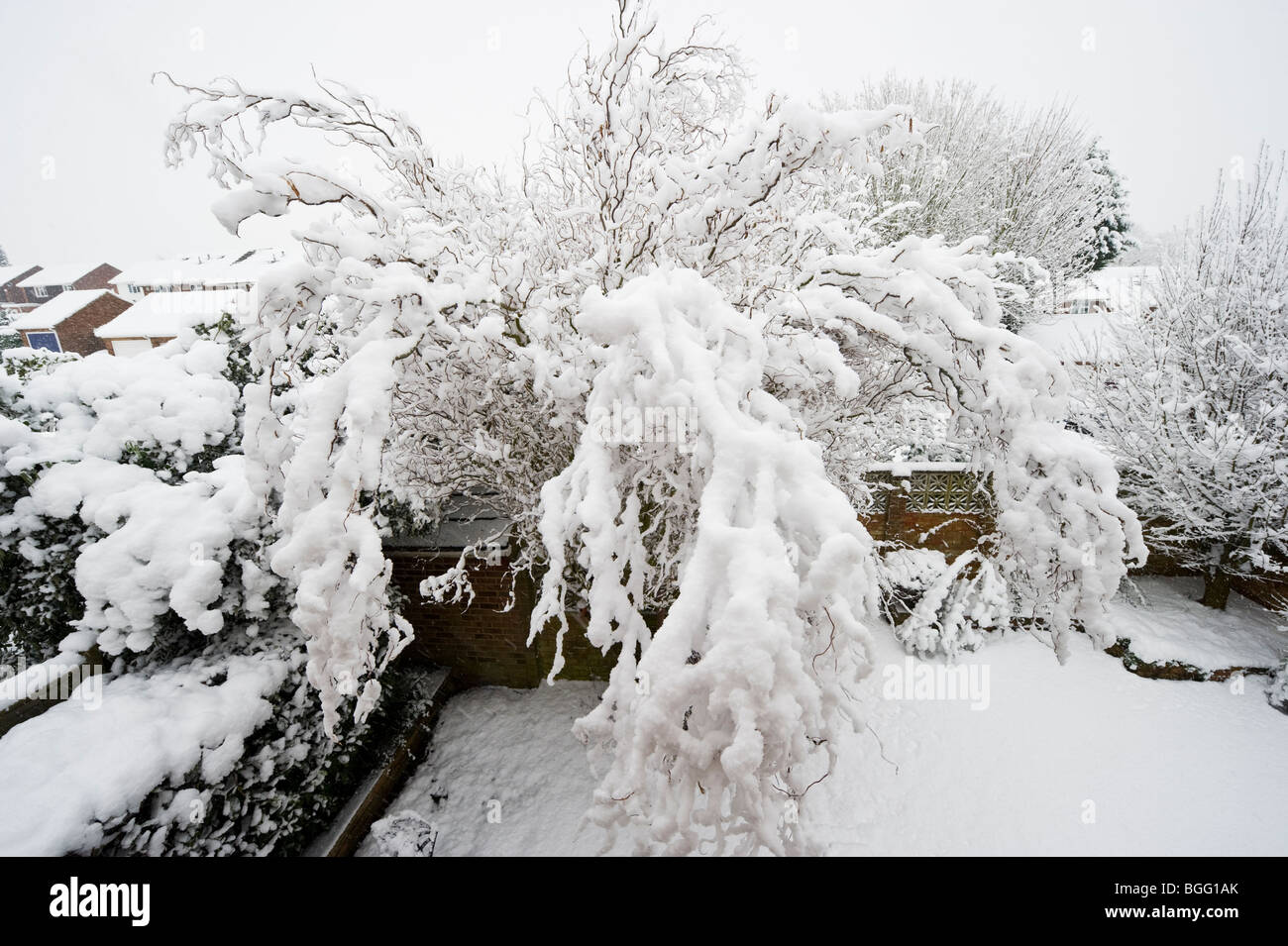 Coperta di neve rami di un twisted willow tree in un giardino invernale nel Buckinghamshire REGNO UNITO Foto Stock