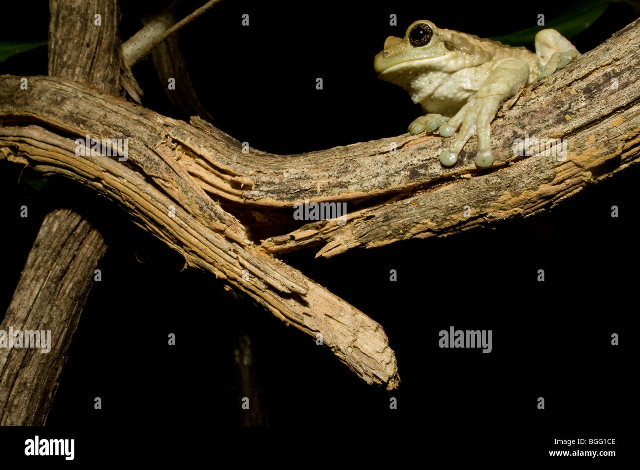 Venata di grande raganella (latte comune rana), Trachycephalus venulosus, appollaiato su un ramo di notte in una foresta secca in Costa Rica. Foto Stock