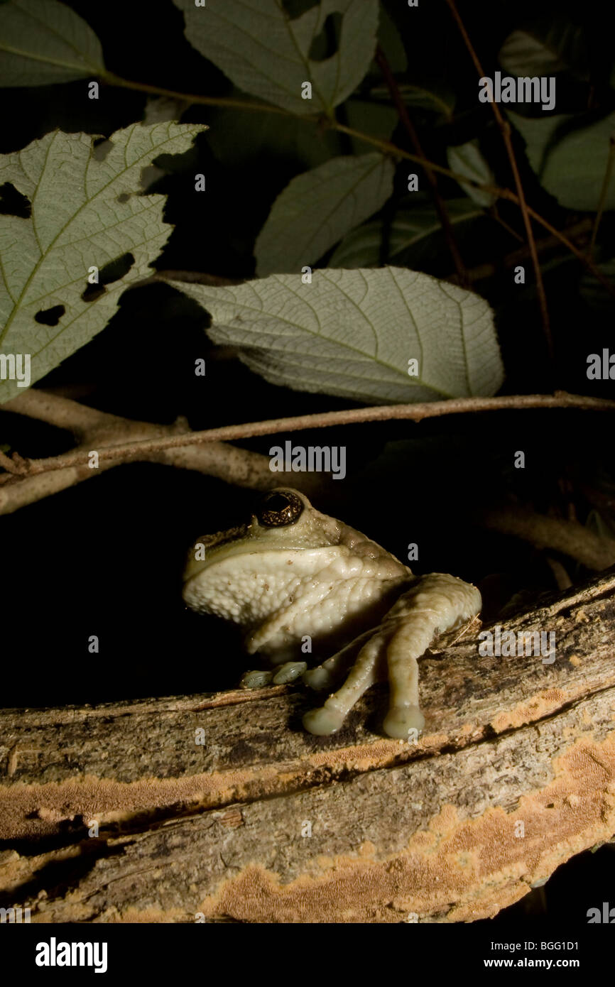 Venata di grande raganella (latte comune rana), Trachycephalus venulosus, appollaiato su un ramo di notte in una foresta secca in Costa Rica. Foto Stock