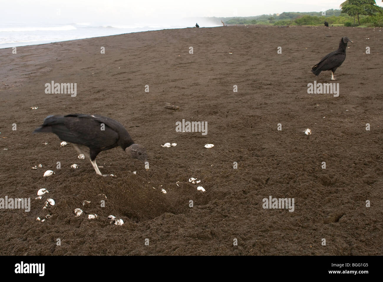 Avvoltoio nero studiando un pericolo olive ridley Sea Turtle Nest precedentemente scavate da un cane randagio. Foto Stock