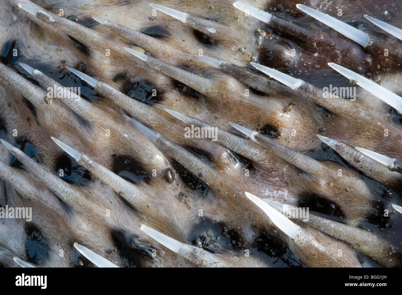 La pelle spinosa di un Porcupinefish. Foto Stock