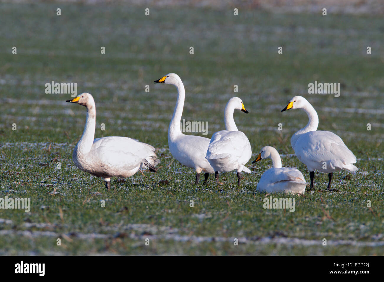 Whooper Swan Cygnus cygnus gruppo nel campo il pupazzo di neve Foto Stock