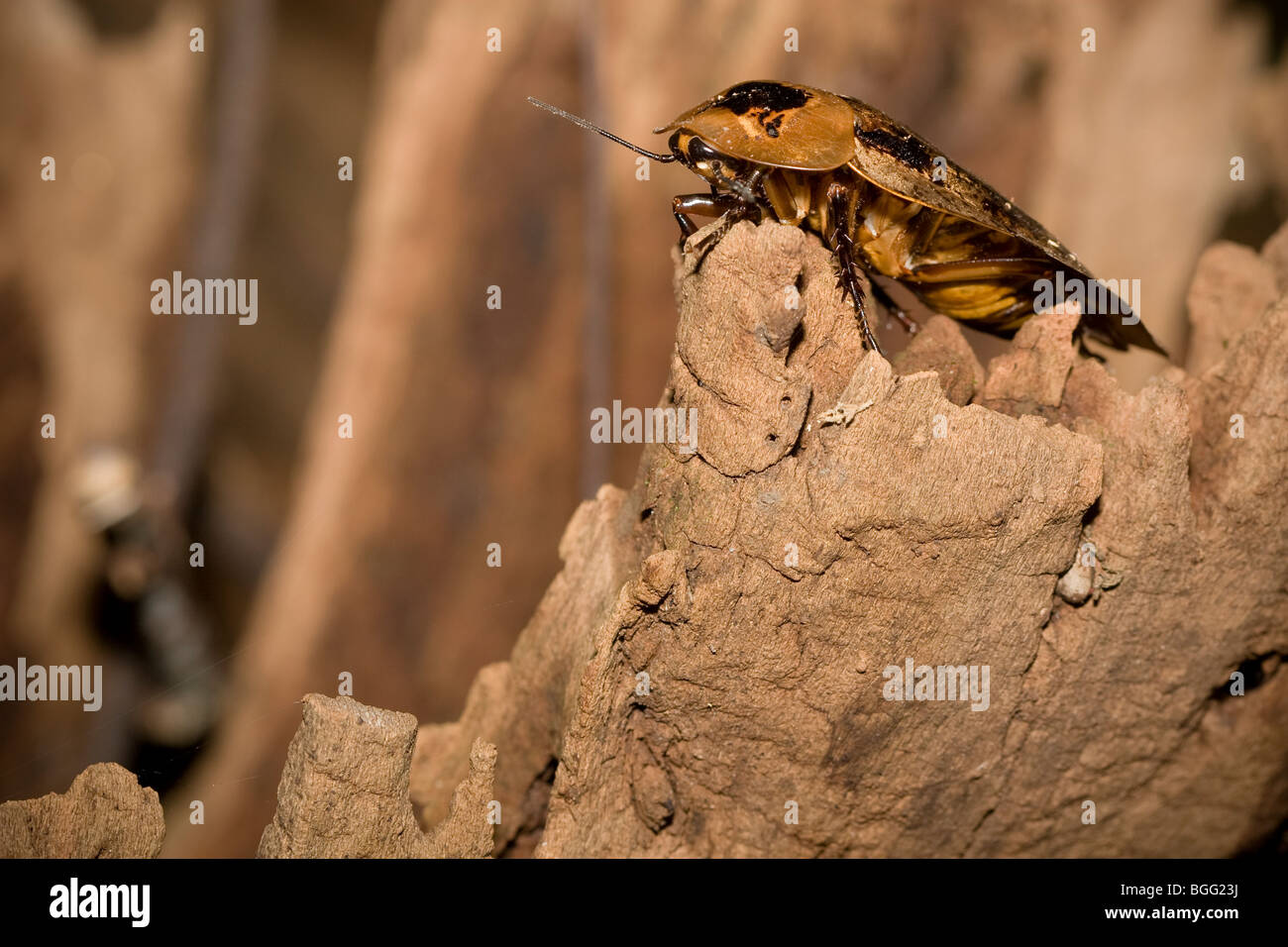 Un grande scarafaggio in un lavoro stagionale di foresta secca in Costa Rica. Foto Stock