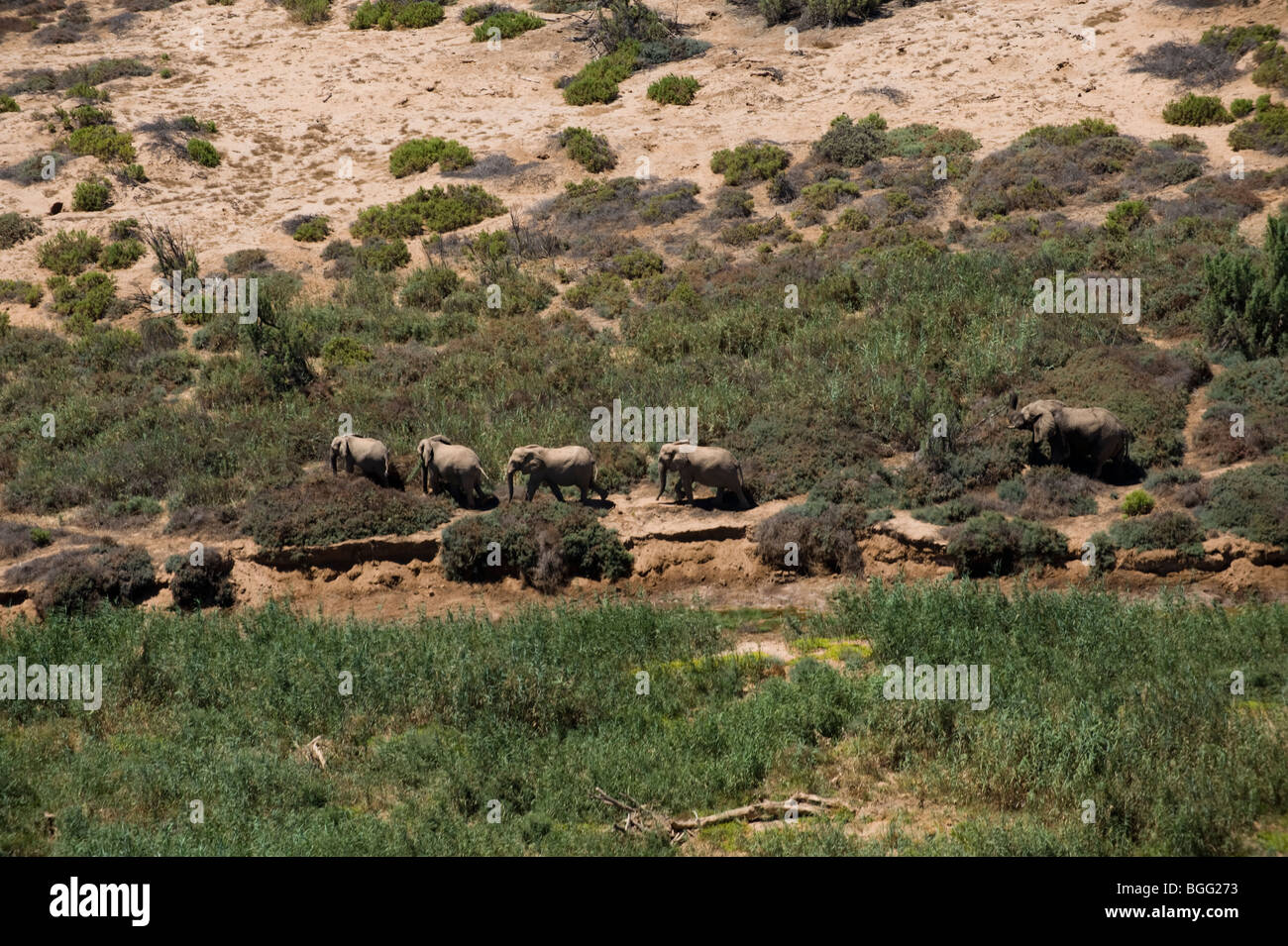 Deserto atto elefanti nella Ugab alveo secco, Namibia Foto Stock