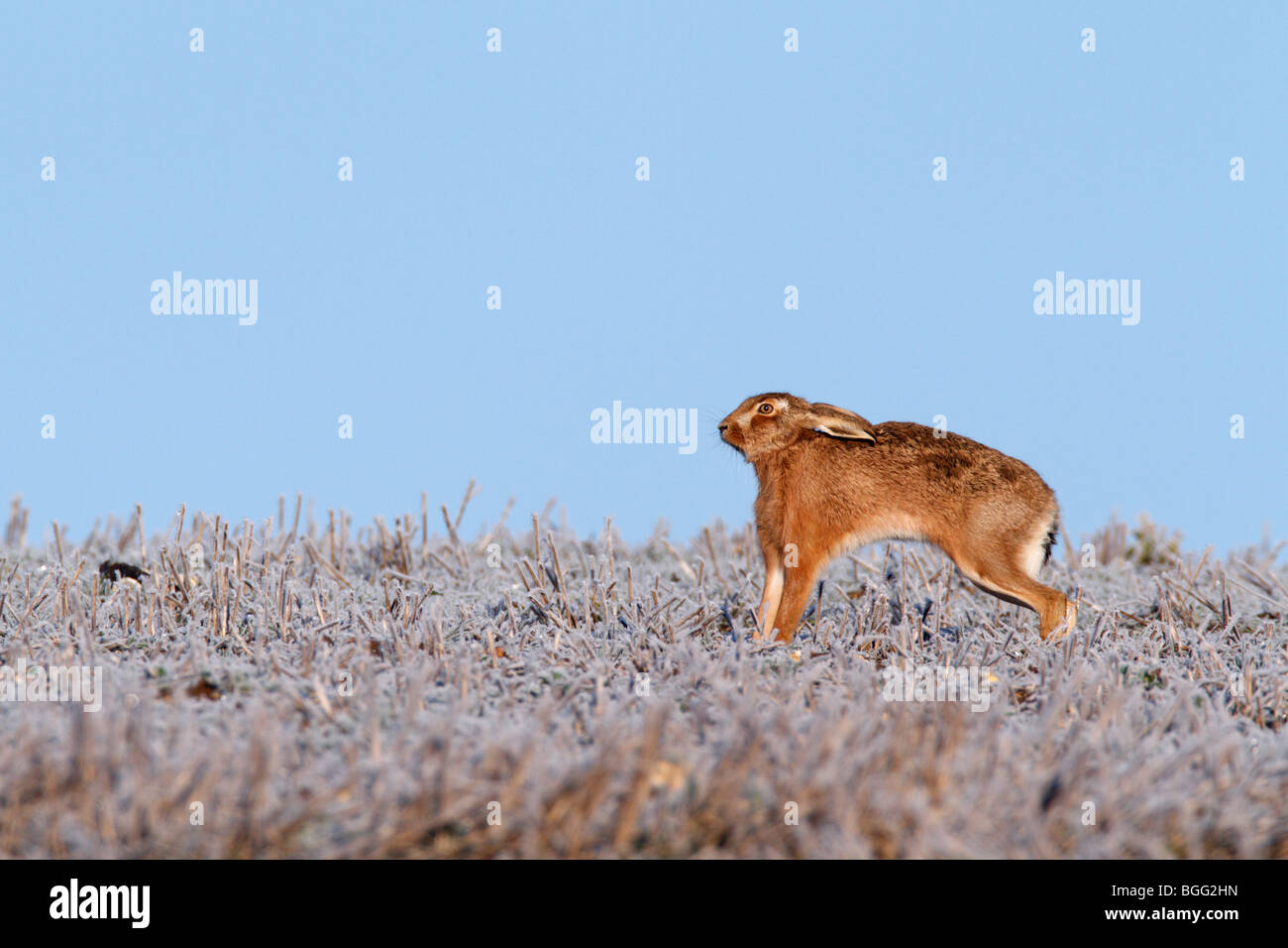 Brown lepre Lepus capensis alert stretching frosty Foto Stock