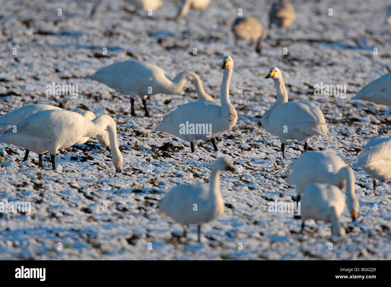 Whooper Swan Cygnus cygnus alimentazione nella neve Foto Stock