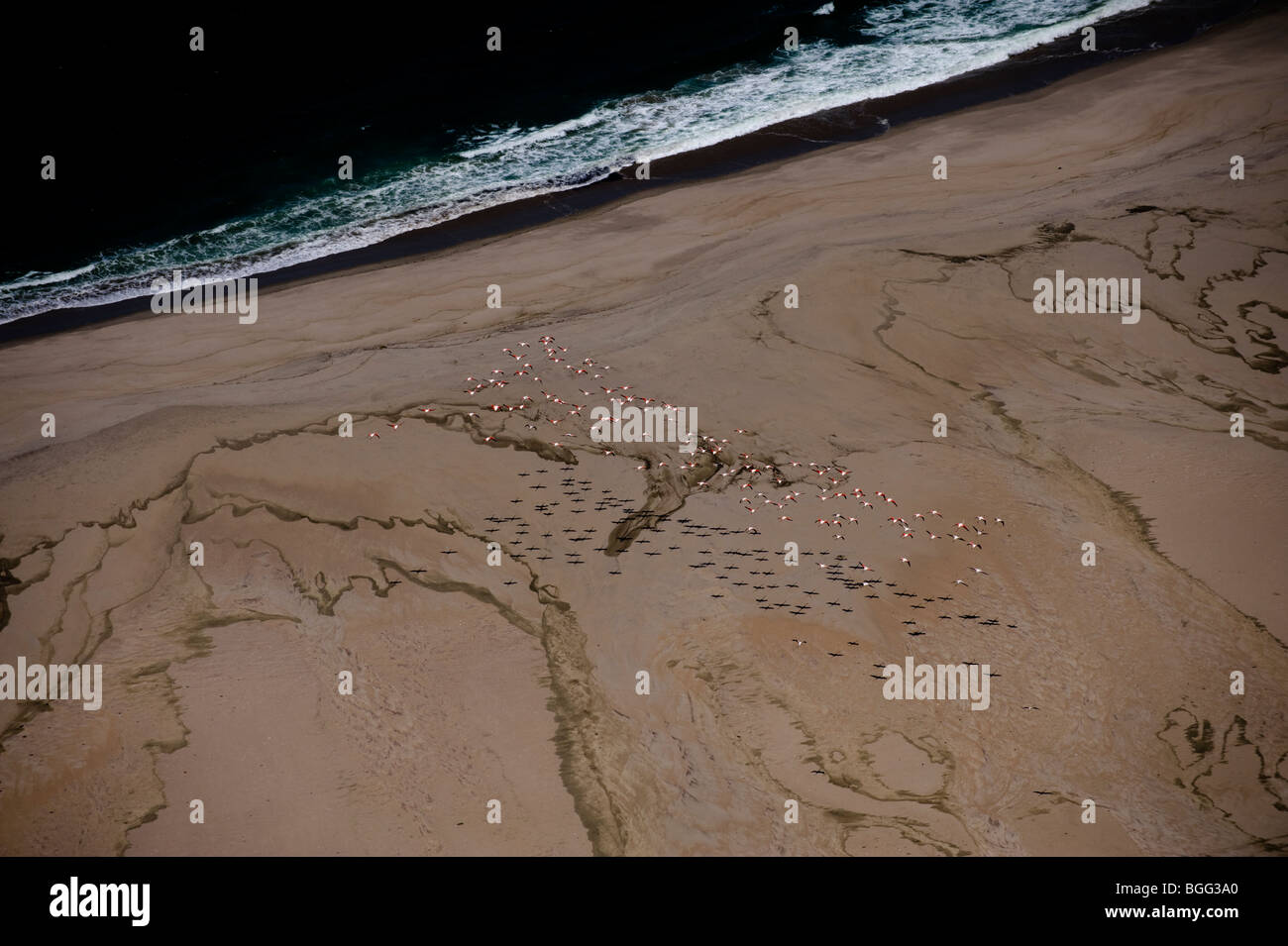 Fenicotteri volare sopra le dune costiere, Namibia Foto Stock