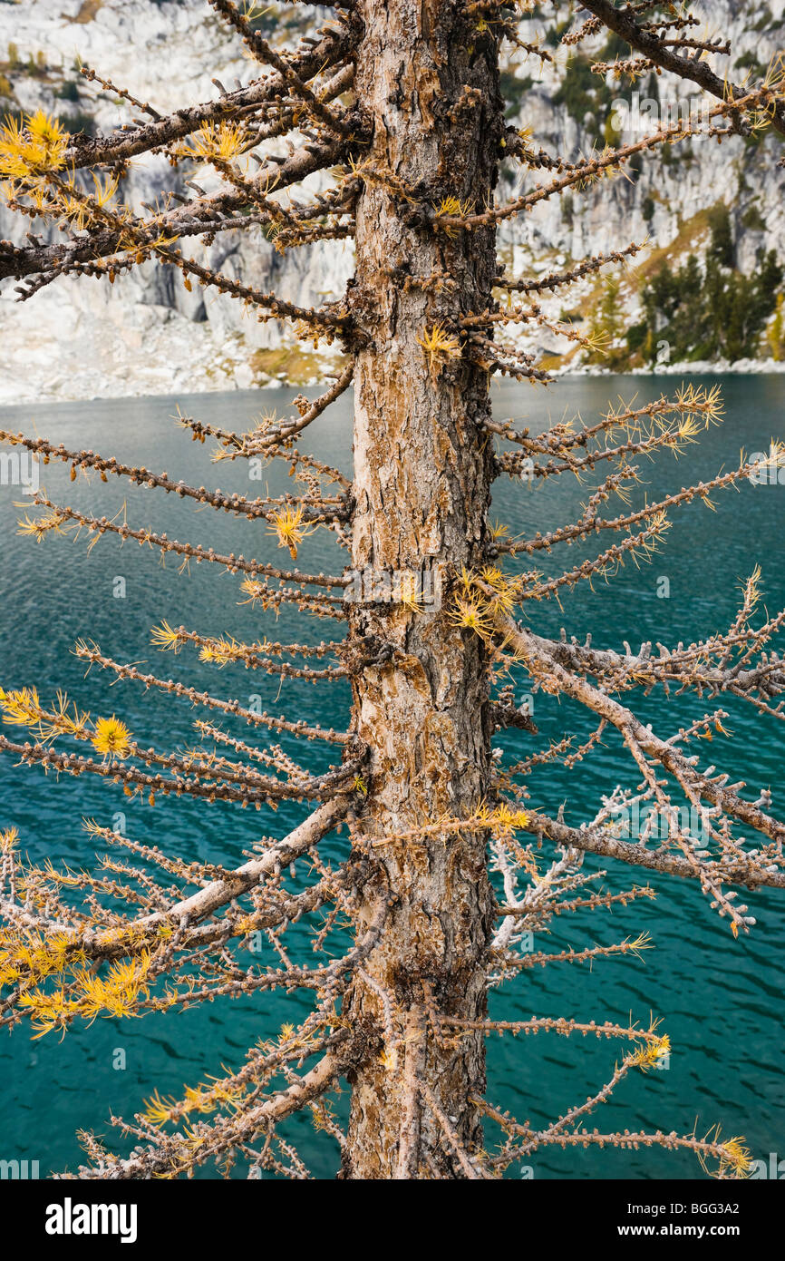 Vista in dettaglio di un larice accanto al lago di ispirazione, un incantesimo Lakes Wilderness Area, Washington Cascades, STATI UNITI D'AMERICA. Foto Stock