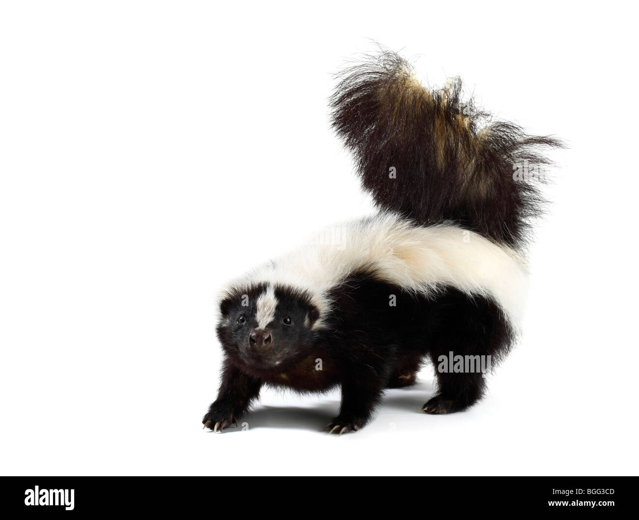 Studio shot di un ritratto di una skunk Foto Stock