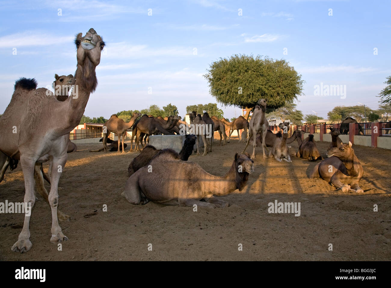 Allevamento di cammelli farm. Bikaner. Il Rajasthan. India Foto Stock