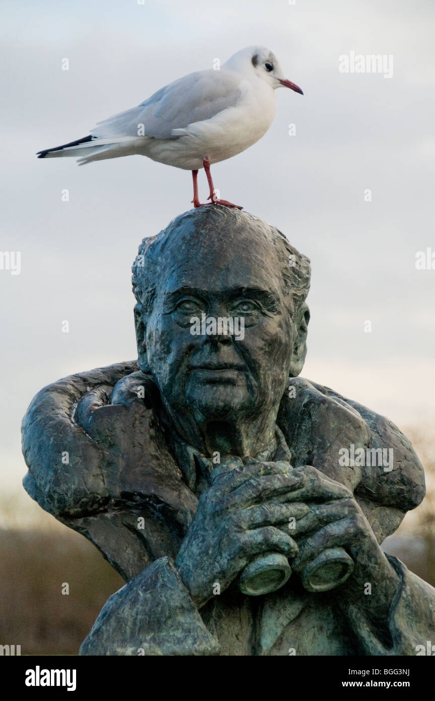 Un nero intitolata gabbiano in inverno piumaggio, appollaiate su la scultura di Sir Peter Scott all'Slimbridge Wildfowl Trust HQ Foto Stock