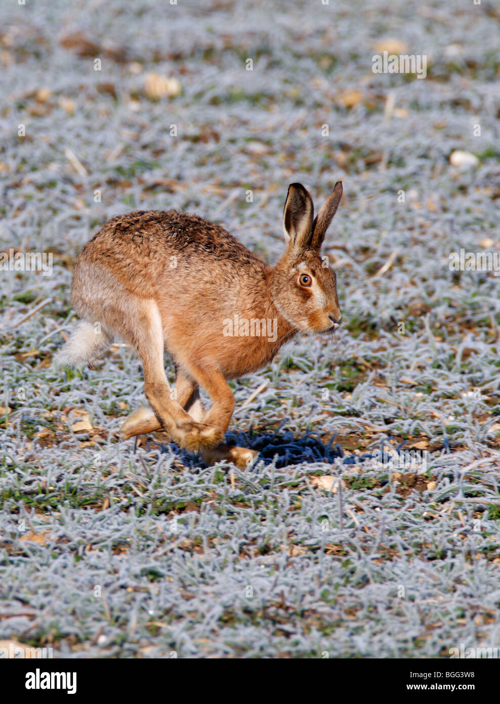 Brown lepre Lepus capensis acceso frosty campo Foto Stock