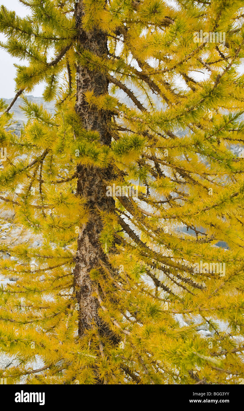 Vista dettagliata del larice con colori autunnali, Incanto Lakes Wilderness Area, Washington Cascades, STATI UNITI D'AMERICA. Foto Stock