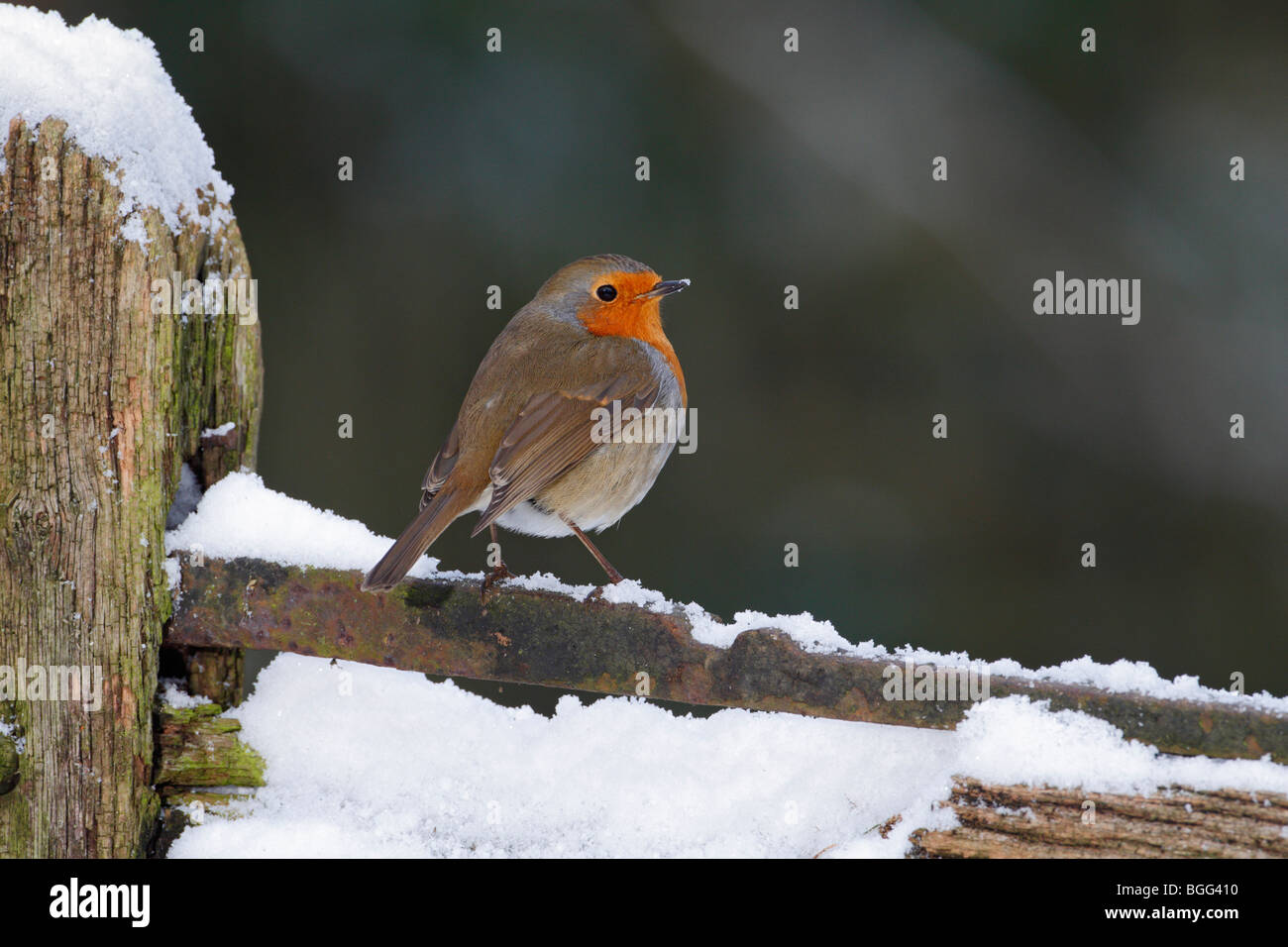 Robin Erithacus rubecula sul gate nevoso Foto Stock