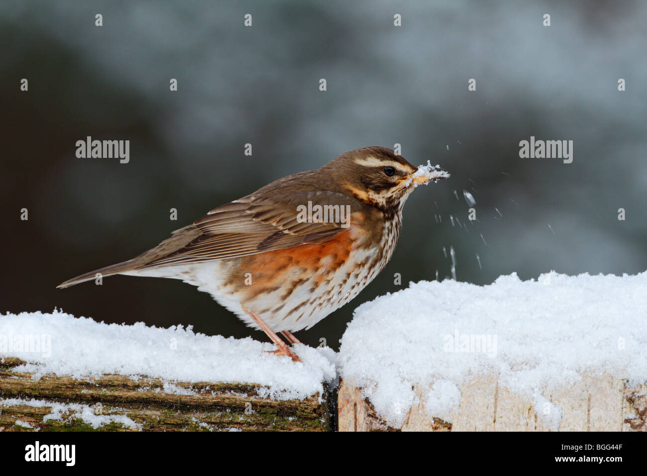 Redwing Turdus iliacus mangiare neve Foto Stock