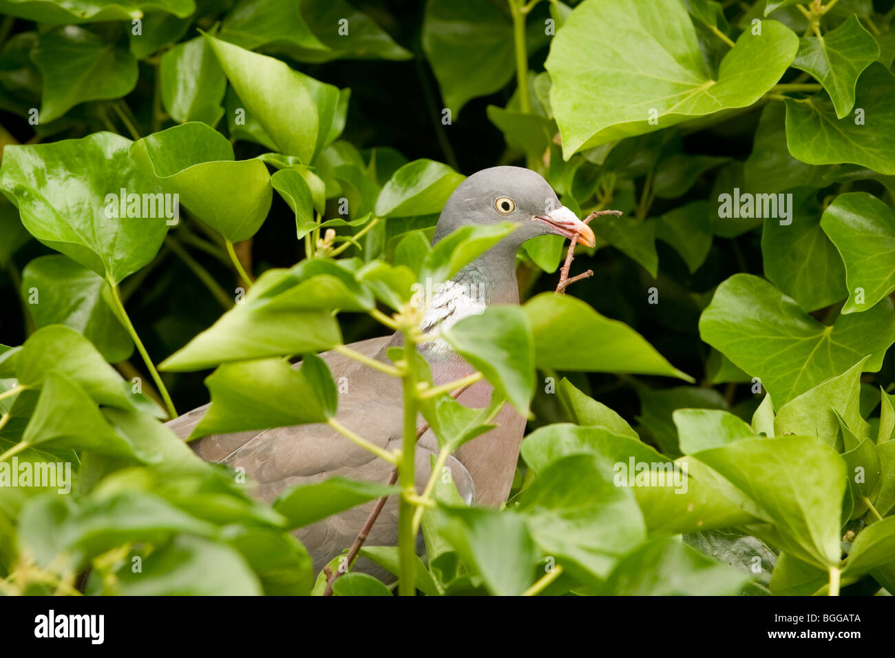 Primo piano di un piccione di legno che tiene un ramoscello nel suo becco costruendo un nido in una siepe di edera. Foto Stock