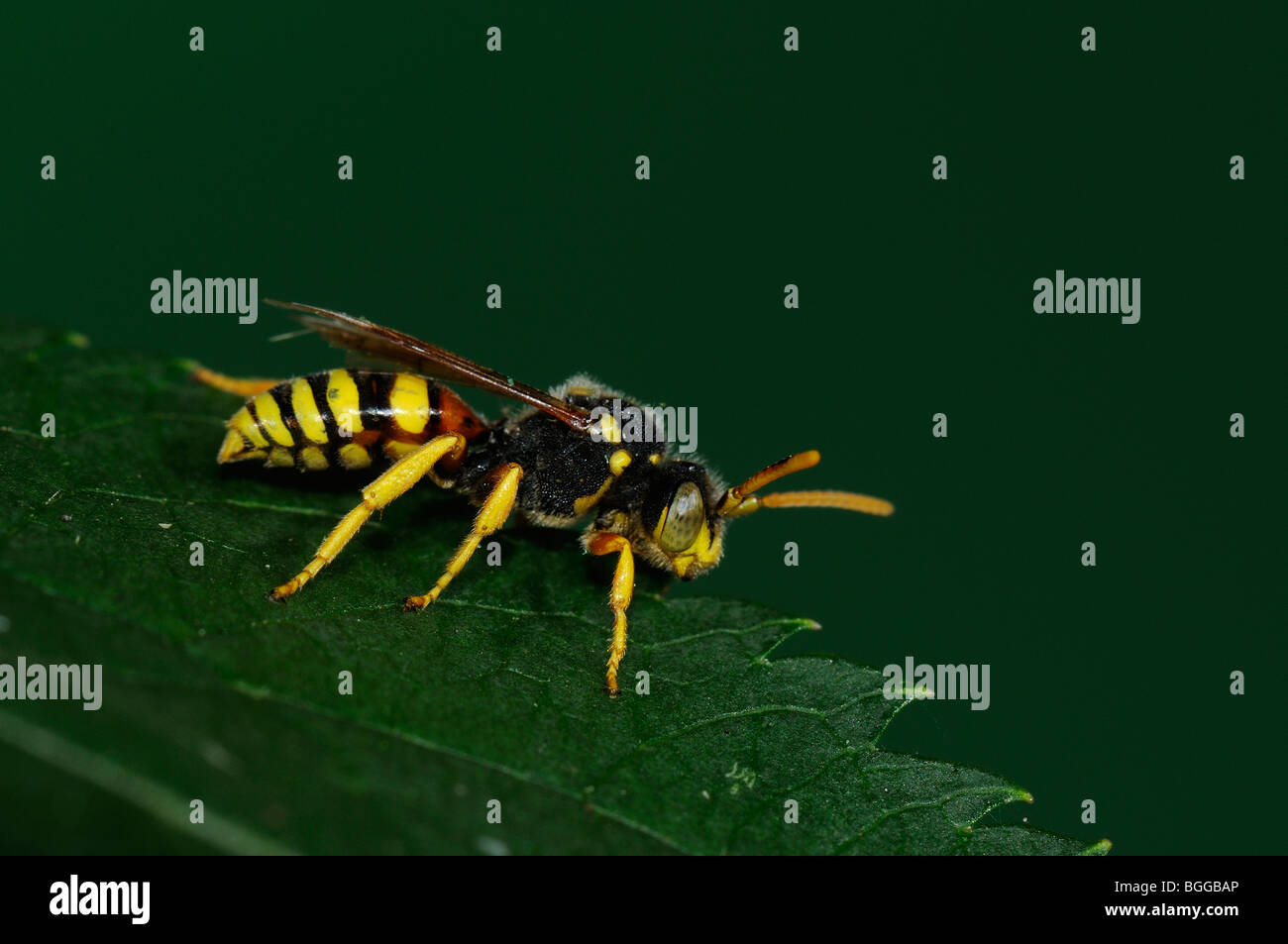 Il cuculo Bee (Nomada sp.) in appoggio sulla lamina, Oxfordshire, Regno Unito. Foto Stock