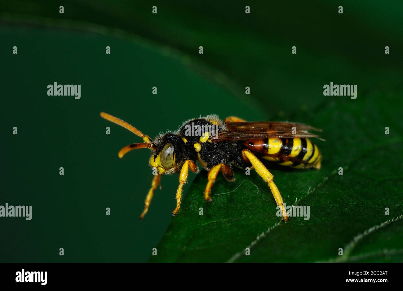 Il cuculo Bee (Nomada sp.) in appoggio sulla lamina, Oxfordshire, Regno Unito. Foto Stock