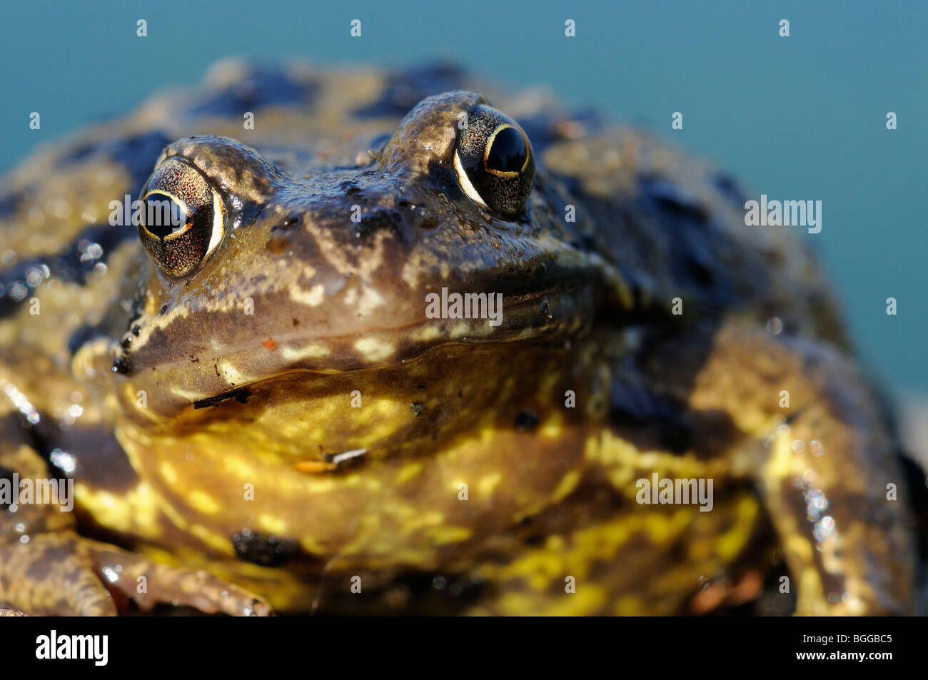 Rana comune (Rana temporaria) close-up del viso e gli occhi, Oxfordshire, Regno Unito. Foto Stock