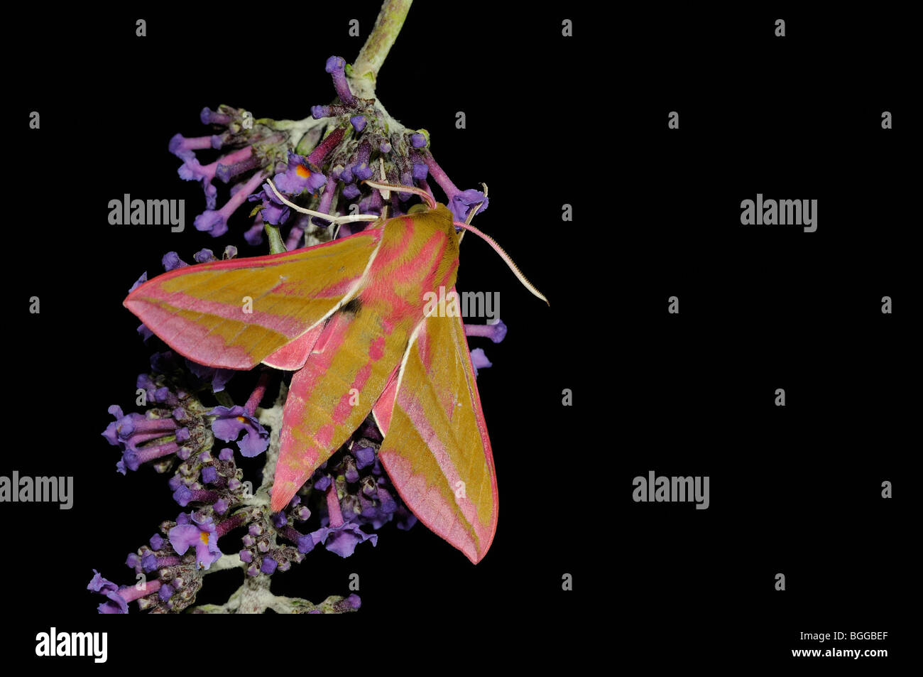 Elephant Hawkmoth (Deilephila elpenor) appoggiata sul fiore buddleia, Oxfordshire, Regno Unito. Foto Stock