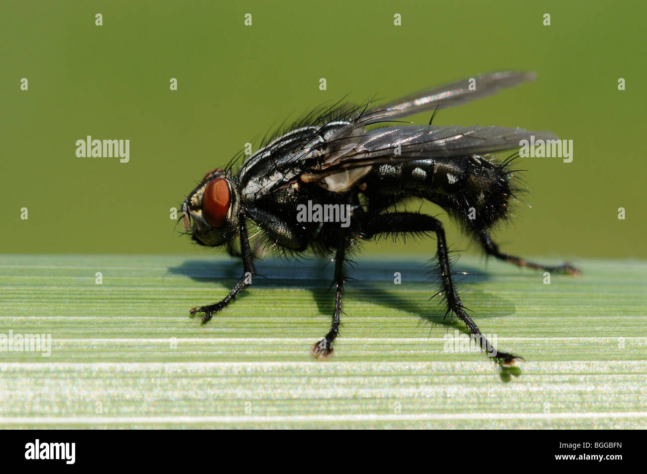 Carne-fly (Sarcophaga carnaria) in appoggio sulla lama di erba, Oxfordshire, Regno Unito. Foto Stock