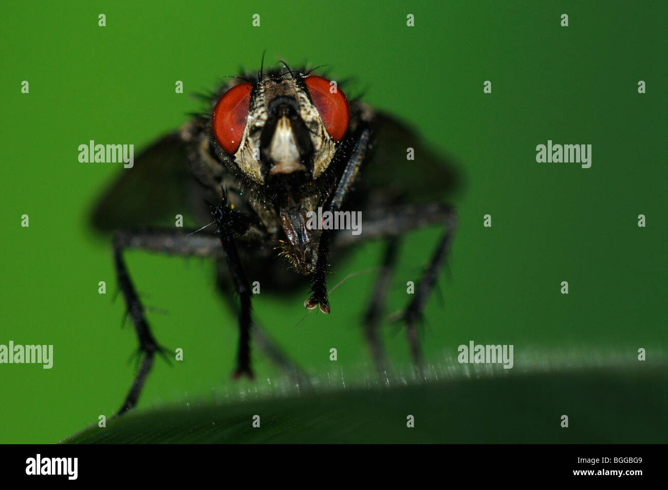 Carne-fly (Sarcophaga carnaria) in appoggio sulla lamina, Oxfordshire, Regno Unito. Foto Stock