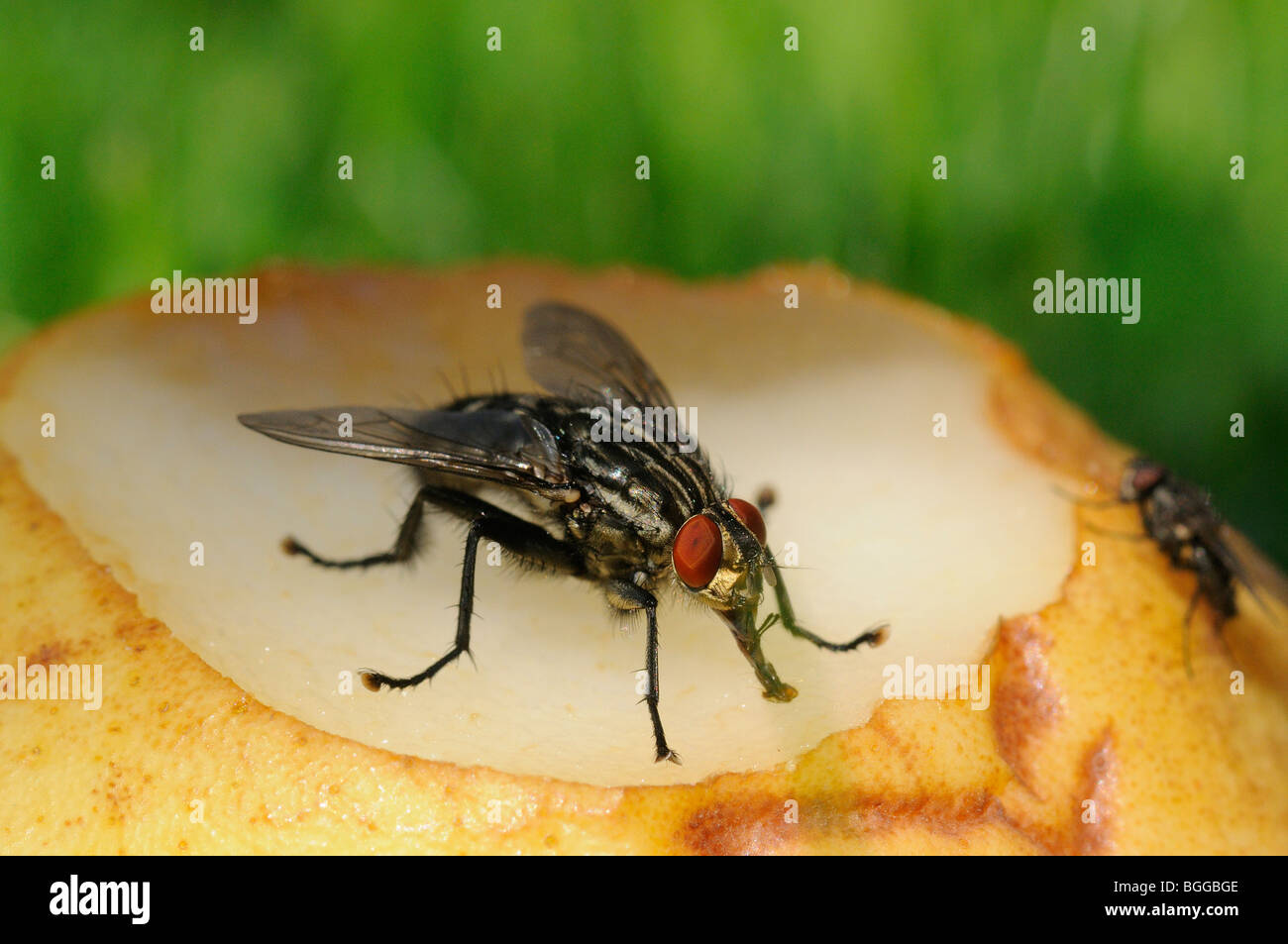 Carne-fly (Sarcophaga carnaria) alimentazione sul marciume frutta, Oxfordshire, Regno Unito. Foto Stock
