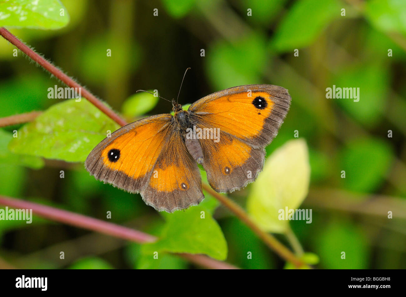 Gatekeeper (Farfalla Pyronia tithonus) appoggiato sulla vegetazione, Oxfordshire, Regno Unito. Foto Stock