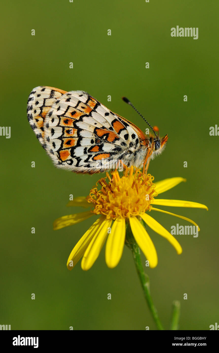 Glanville Fritillary (Melitaea cinxia) appoggiata sul fiore, Provenza, Francia. Foto Stock