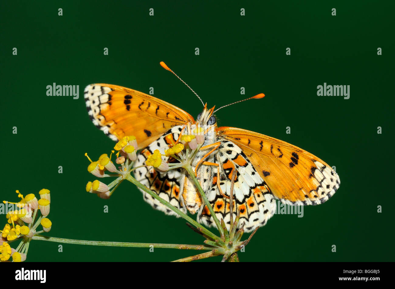 Glanville Fritillary (Melitaea cinxia) appoggiata sul fiore, Provenza, Francia. Foto Stock