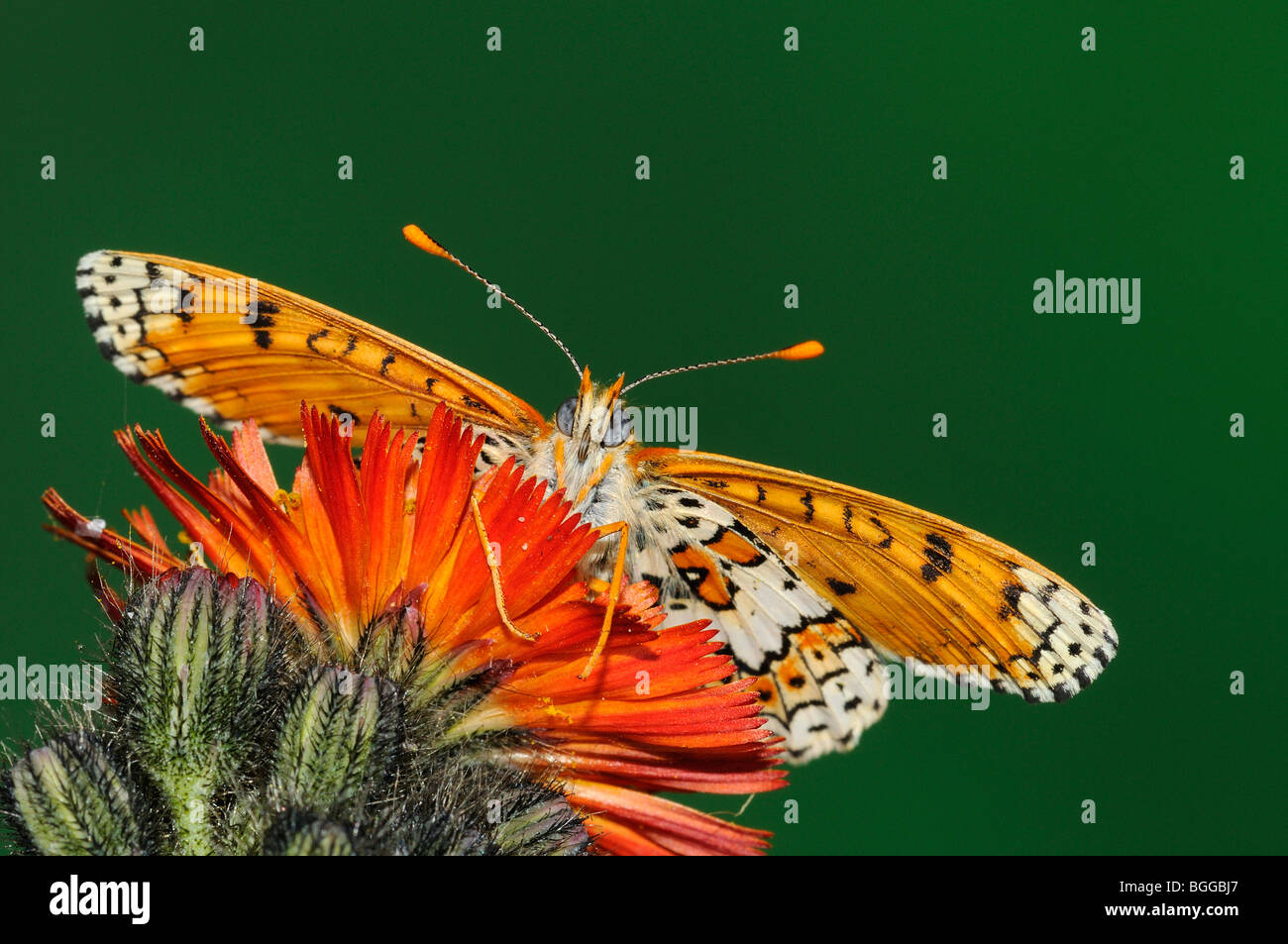 Glanville Fritillary (Melitaea cinxia) appoggiata sul fiore, Provenza, Francia. Foto Stock