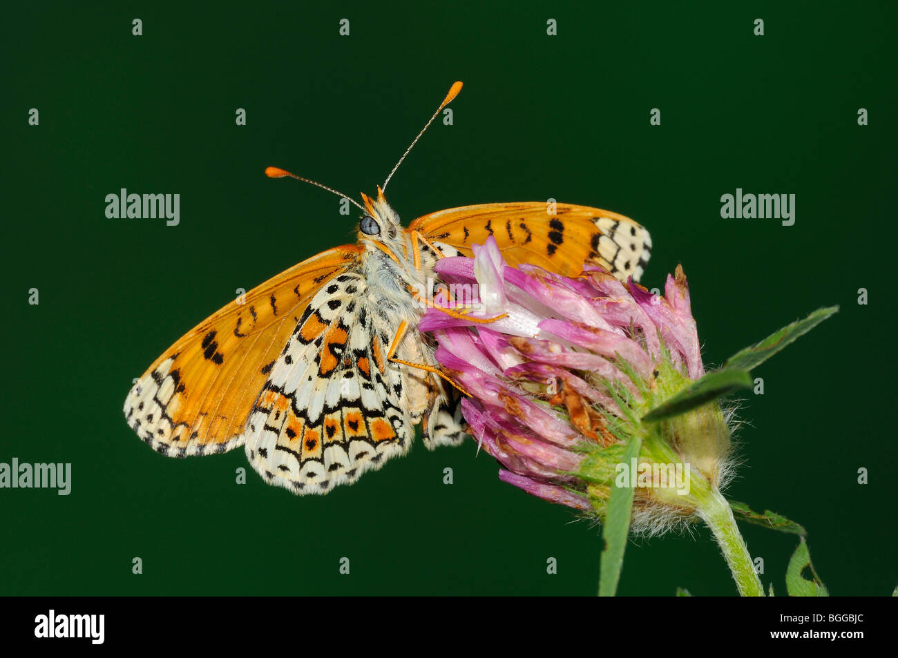 Glanville Fritillary (Melitaea cinxia) appoggiata sul fiore di trifoglio, Provenza, Francia. Foto Stock