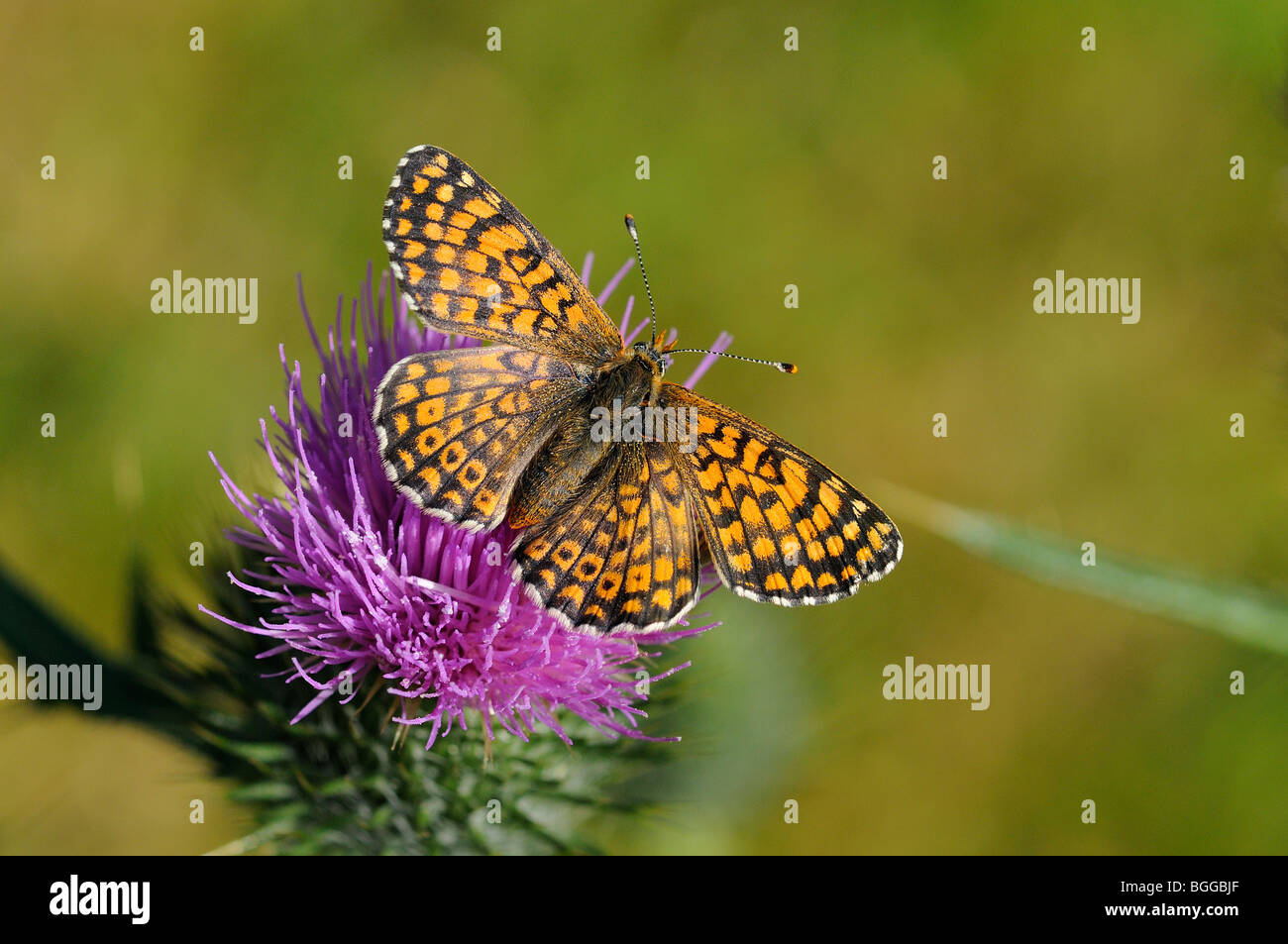 Glanville Fritillary (Melitaea cinxia) appoggiata sul fiore di cardo, Provenza, Francia. Foto Stock
