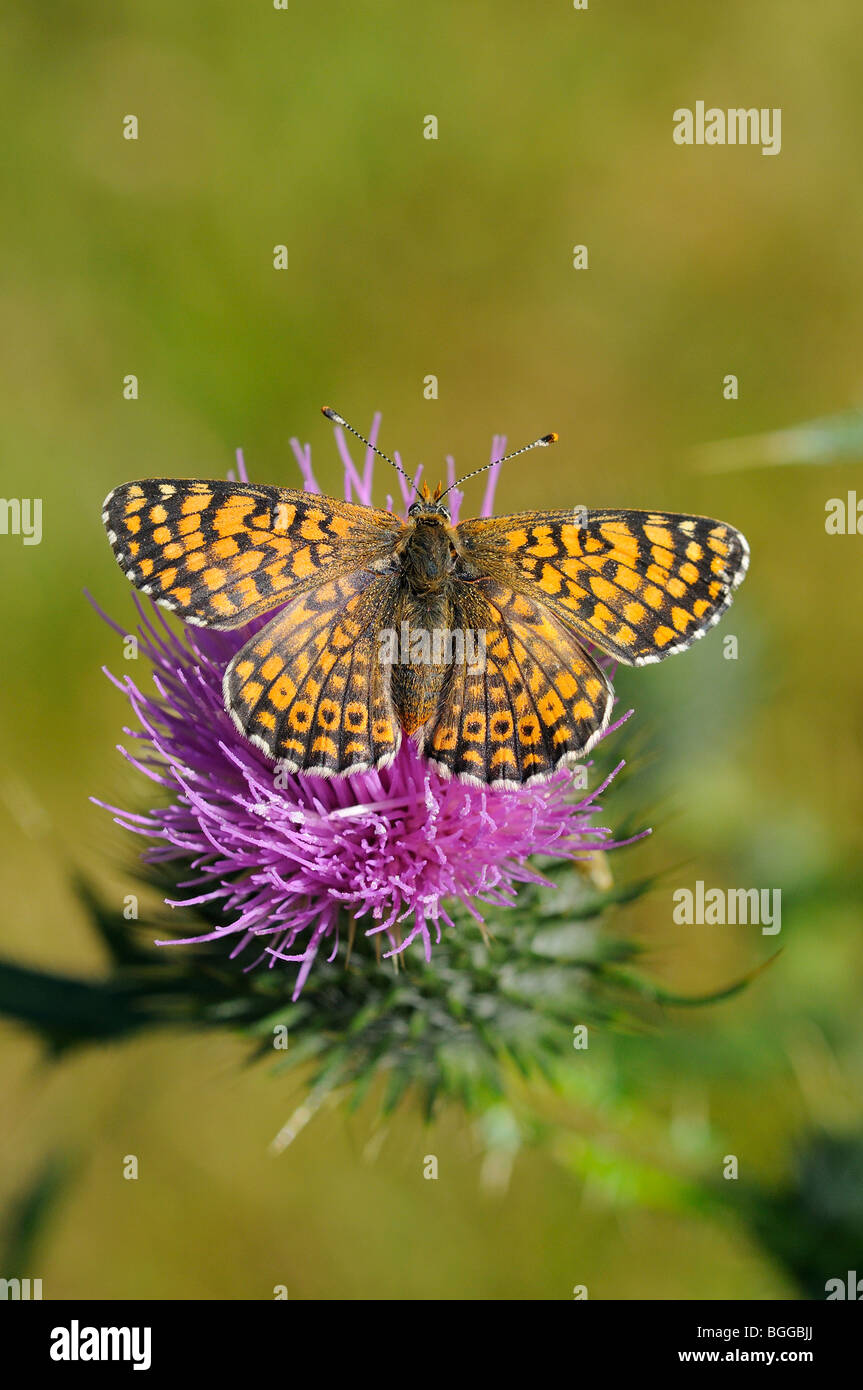 Glanville Fritillary (Melitaea cinxia) appoggiata sul fiore di cardo, Provenza, Francia. Foto Stock