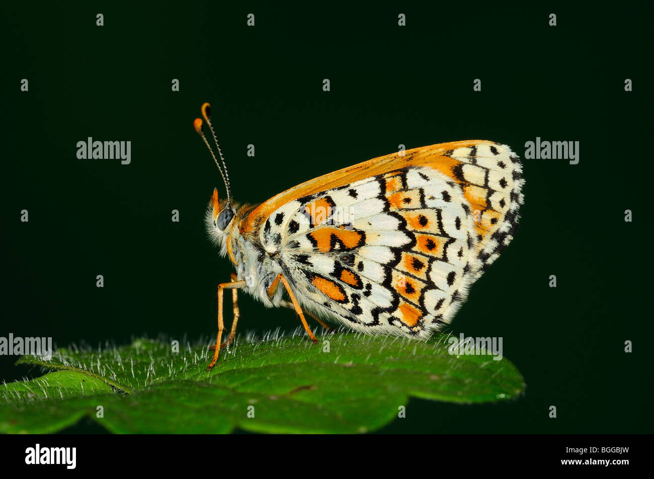 Glanville Fritillary (Melitaea cinxia) in appoggio sulla lamina, Provenza, Francia. Foto Stock