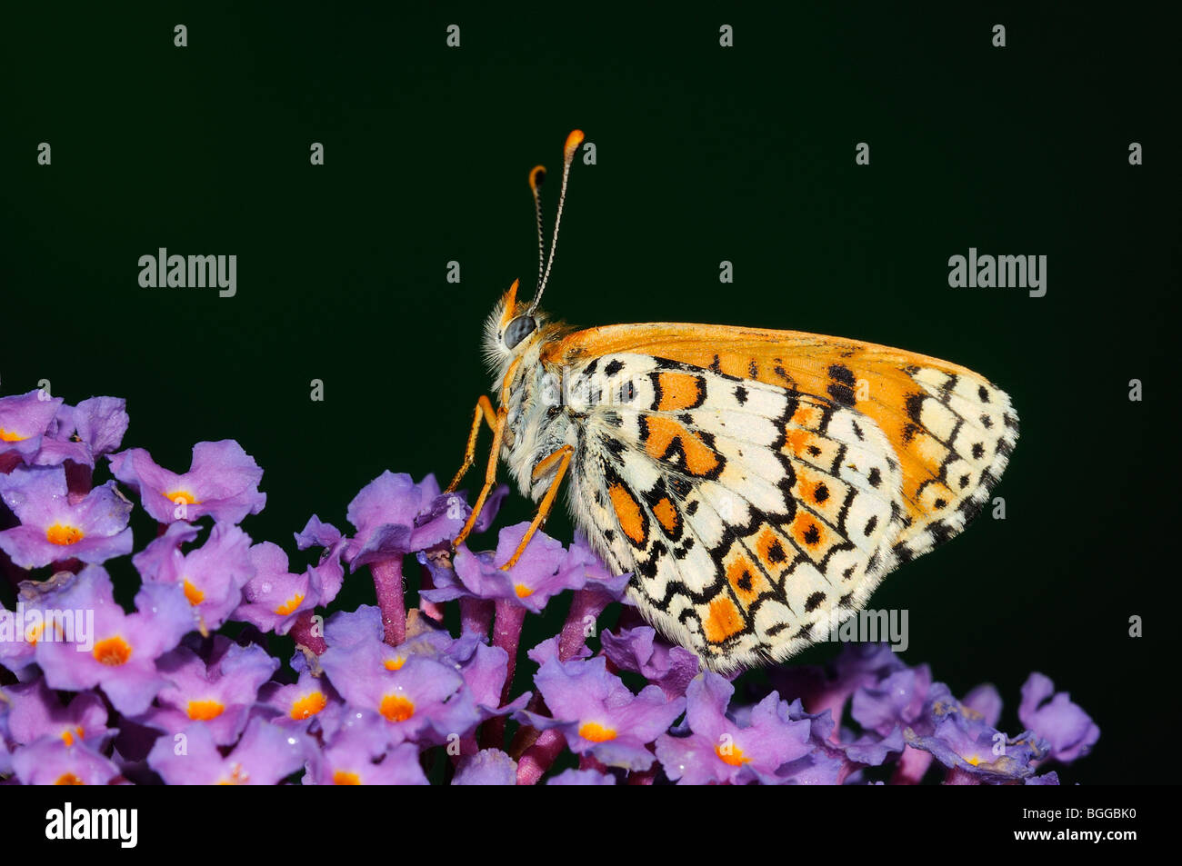 Glanville Fritillary (Melitaea cinxia) appoggiata sul fiore buddleia, Provenza, Francia. Foto Stock