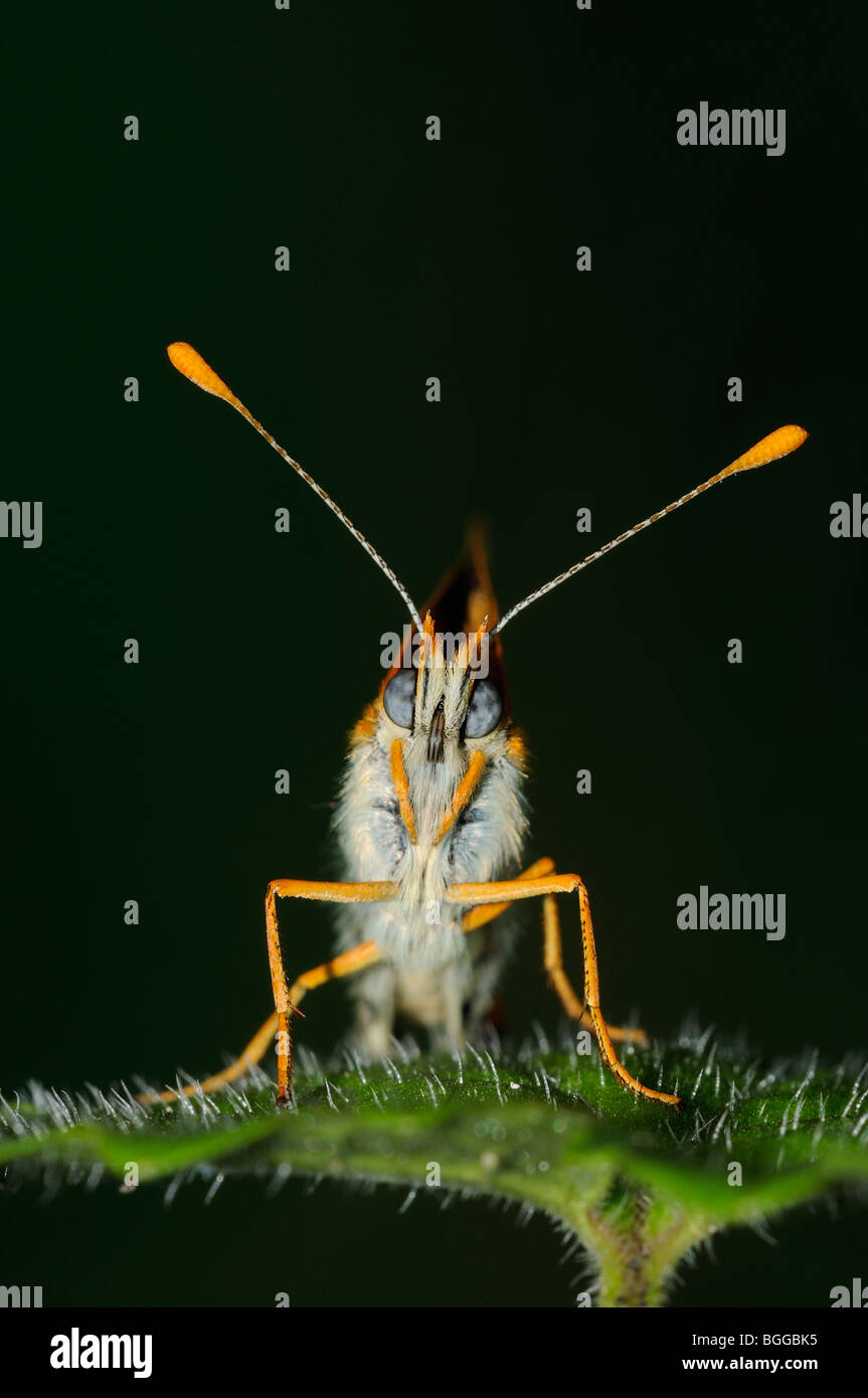 Glanville Fritillary (Melitaea cinxia) in appoggio sulla lamina, Provenza, Francia. Foto Stock