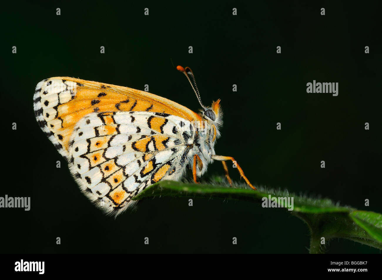 Glanville Fritillary (Melitaea cinxia) in appoggio sulla lamina, Provenza, Francia. Foto Stock
