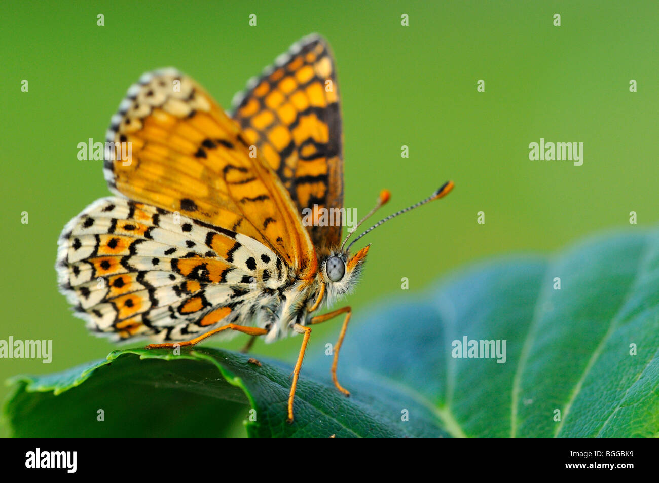 Glanville Fritillary (Melitaea cinxia) in appoggio sulla lamina, Provenza, Francia. Foto Stock
