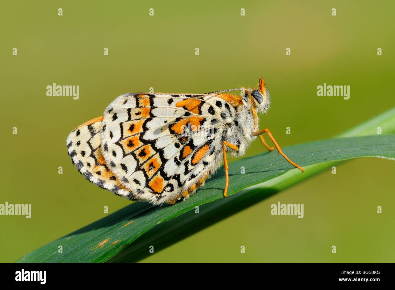 Glanville Fritillary (Melitaea cinxia) in appoggio sulla lama di erba, Provenza, Francia. Foto Stock