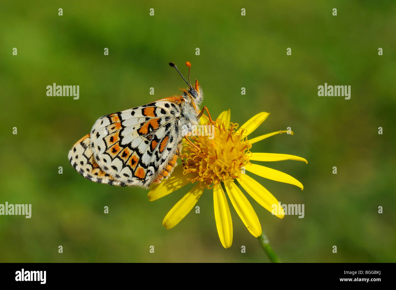 Glanville Fritillary (Melitaea cinxia) appoggiata sul fiore, Provenza, Francia. Foto Stock