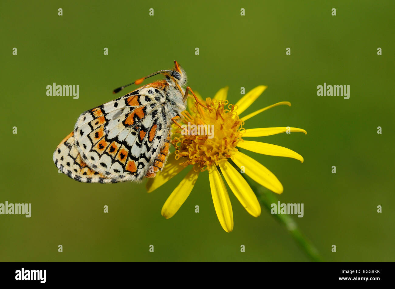 Glanville Fritillary (Melitaea cinxia) appoggiata sul fiore, Provenza, Francia. Foto Stock